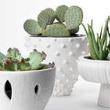 7spik vawh beauty crop1