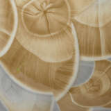 7tran vabl alternate image1 close up 09 2024