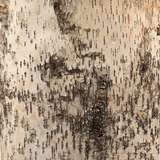 9forrbiov255 close%20up